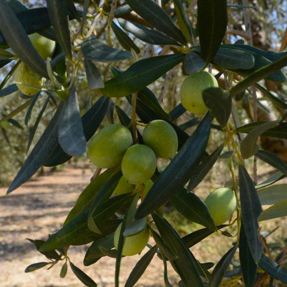 Olive Coratina