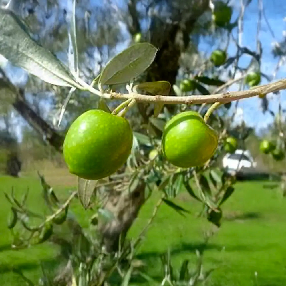 Olive Nocellare del Belice