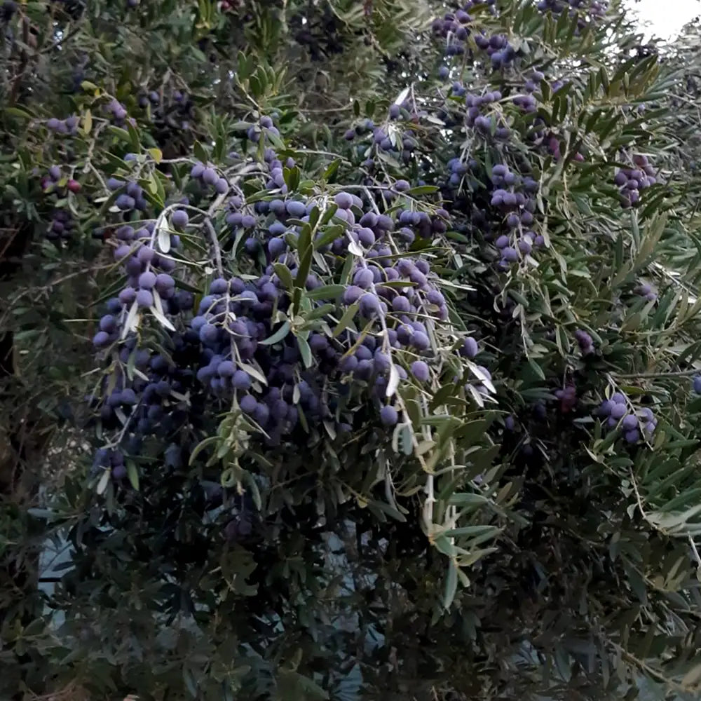 Olive Nocellare Messinese