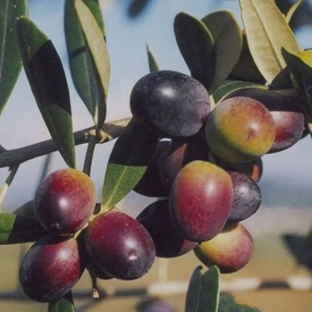 Olive Leccina